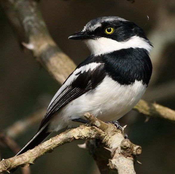 Chinspot Batis