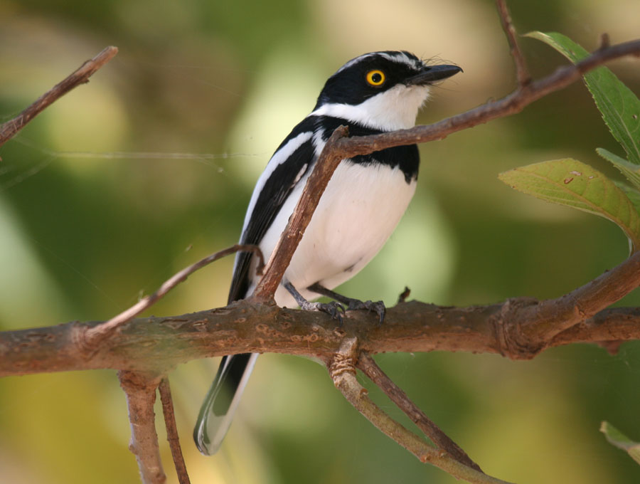 Grey-headed Batis