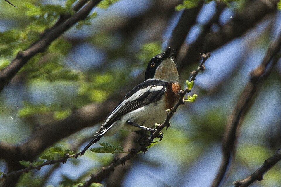 Pygmy Batis