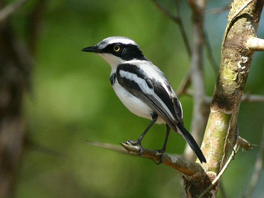 Pale Batis