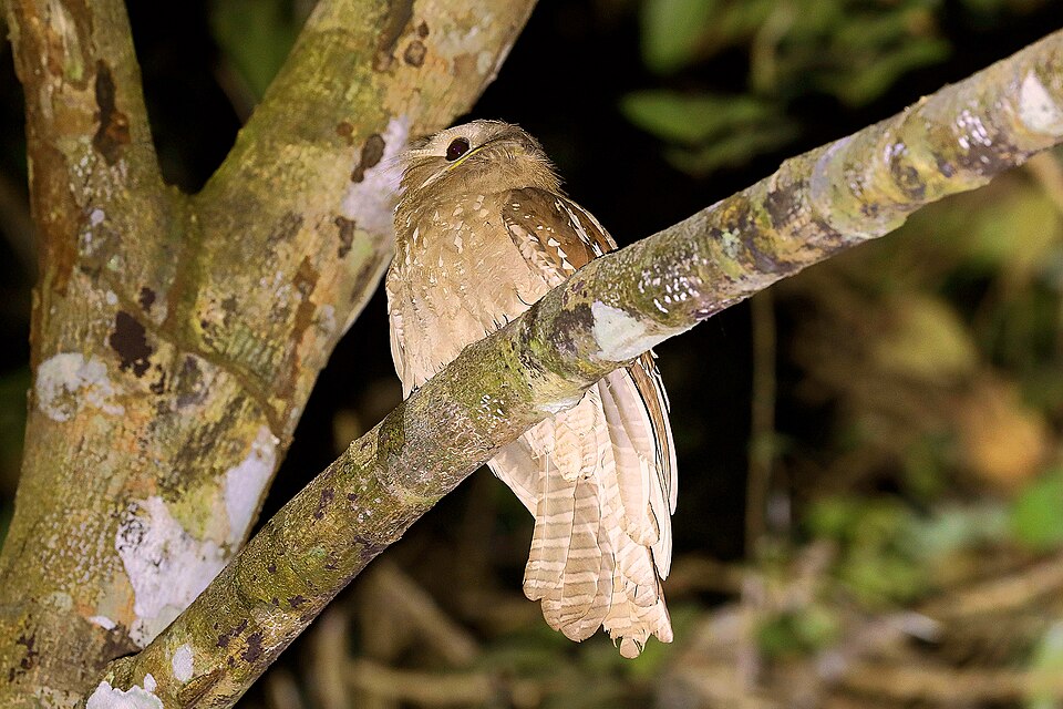 Large Frogmouth