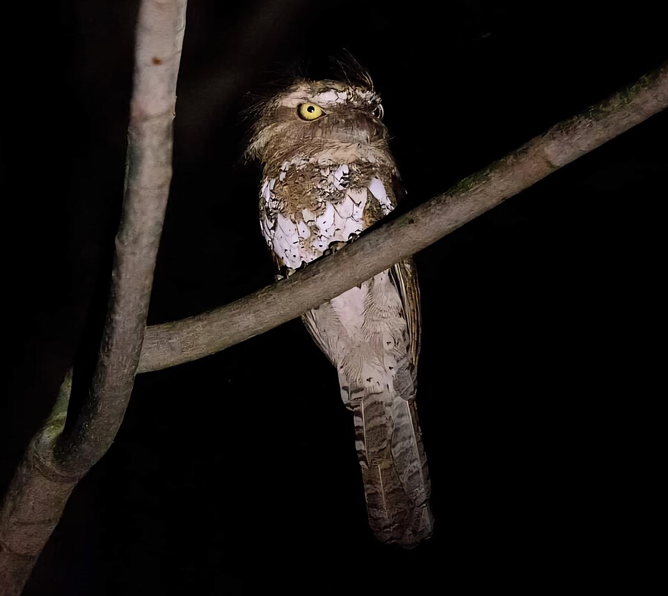 Palawan Frogmouth