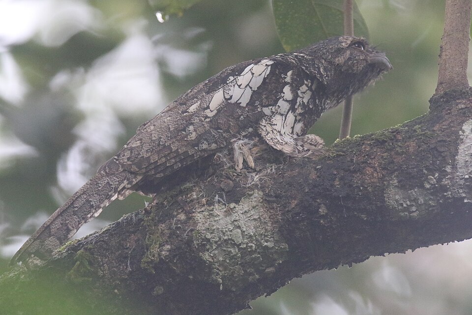 Sunda Frogmouth