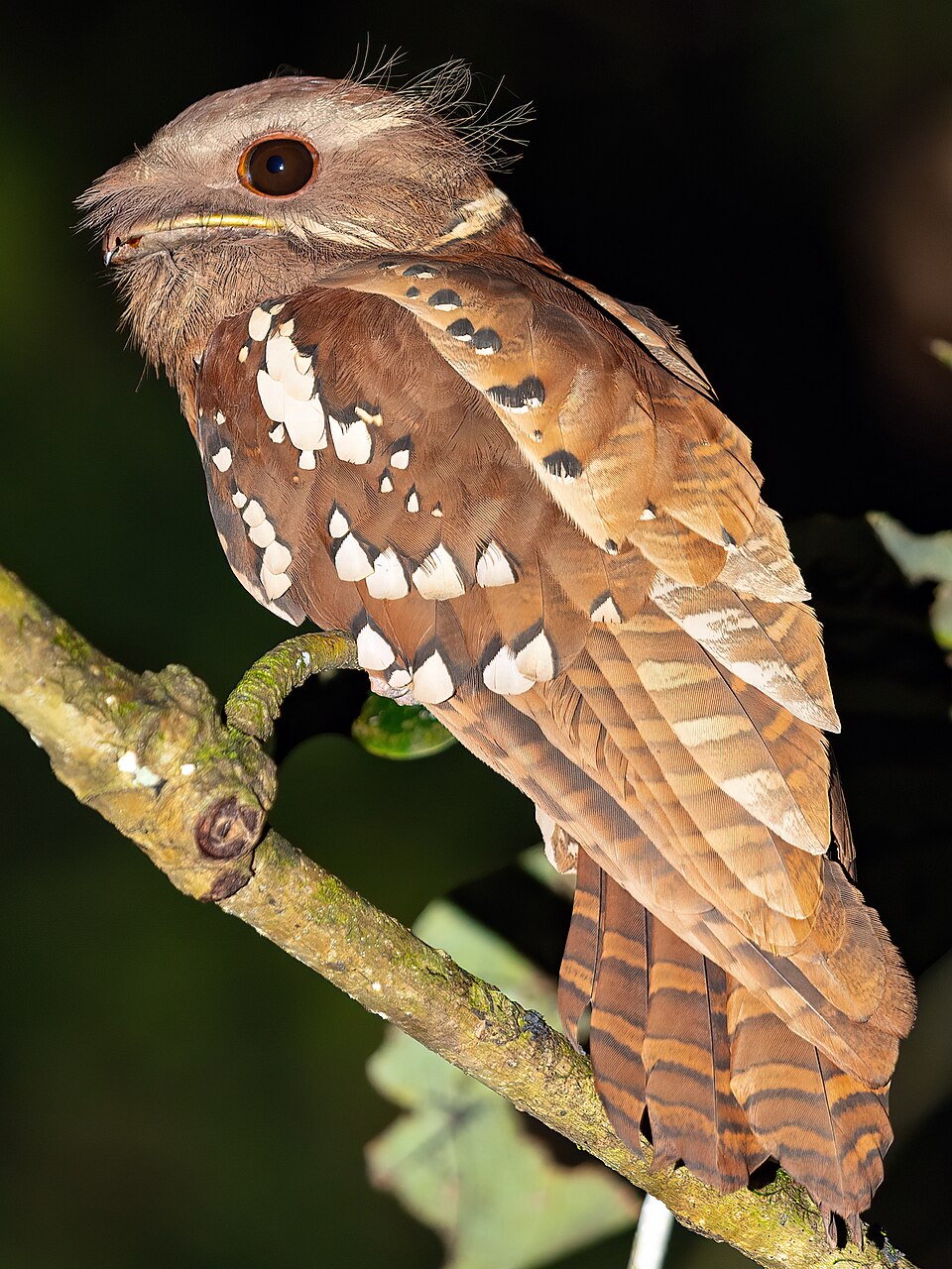 Dulit Frogmouth