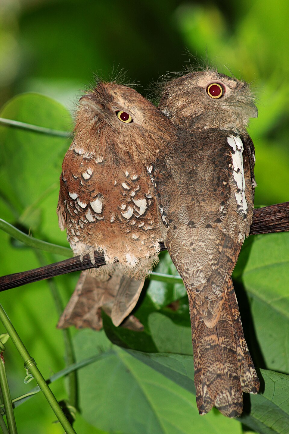 Javan Frogmouth