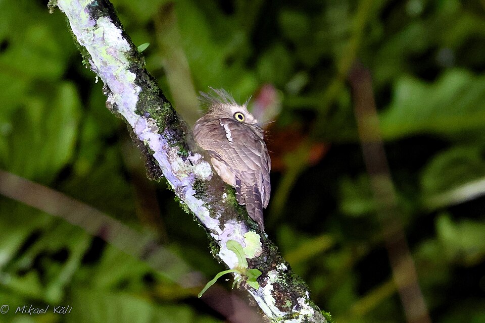 Bornean Frogmouth