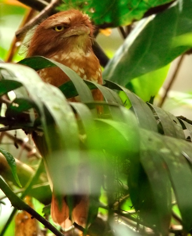 Sumatran Frogmouth