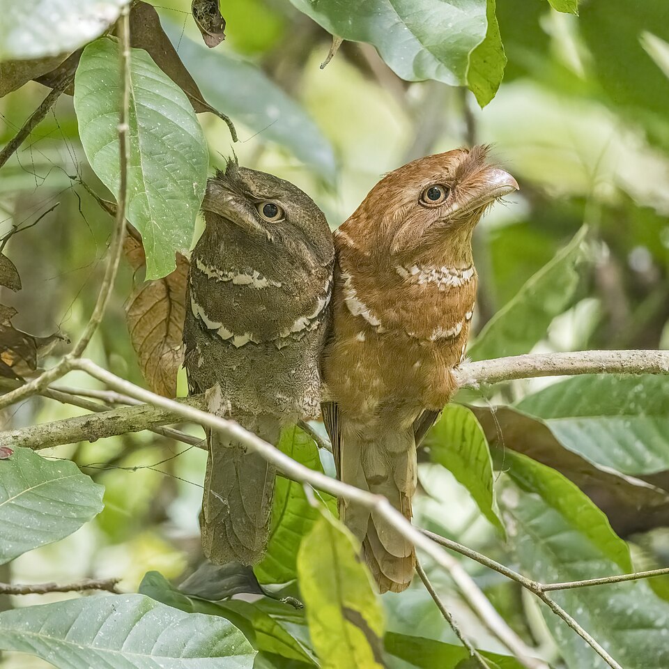 Philippine Frogmouth