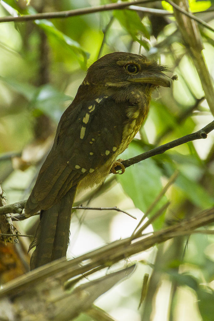 Gould's Frogmouth
