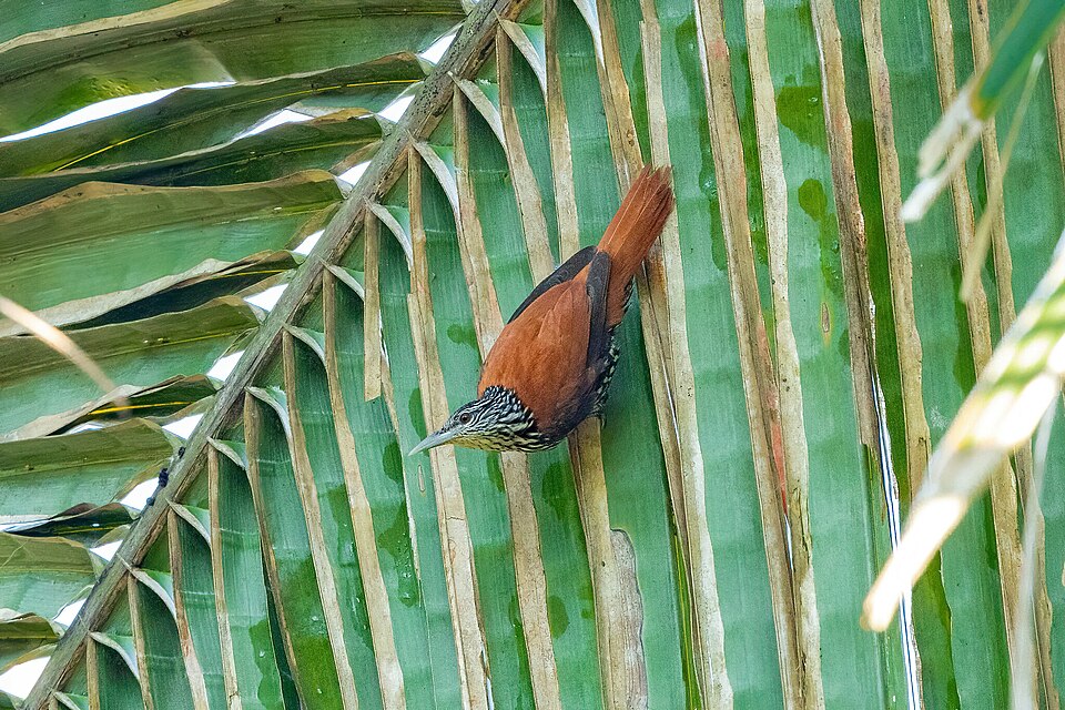 Point-tailed Palmcreeper