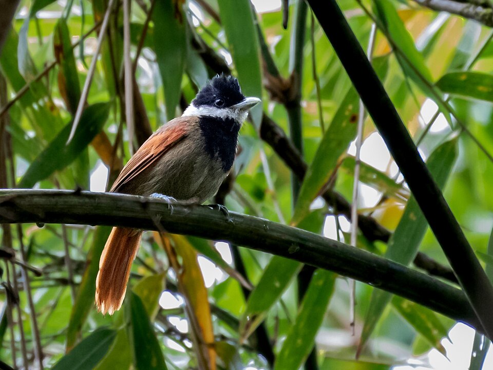 White-bearded Antshrike