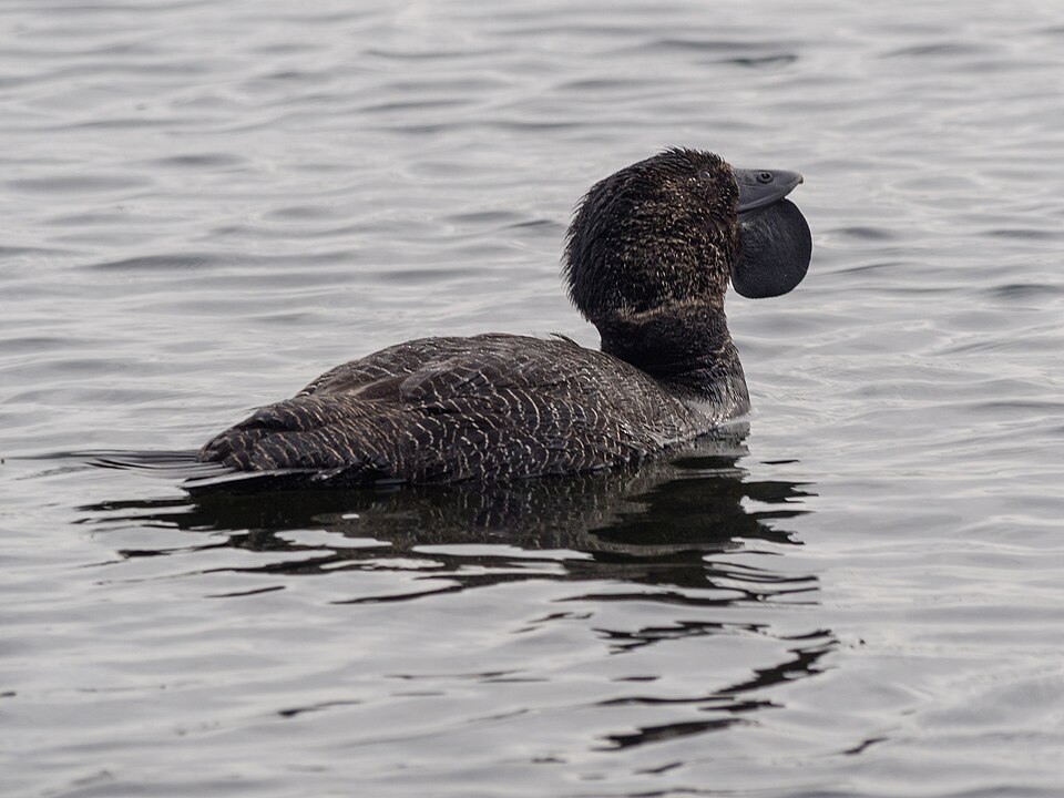 Musk Duck