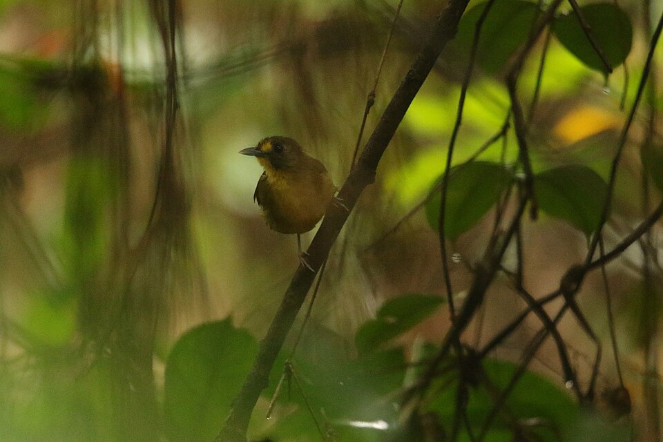 Yellow-lored Bristlebill