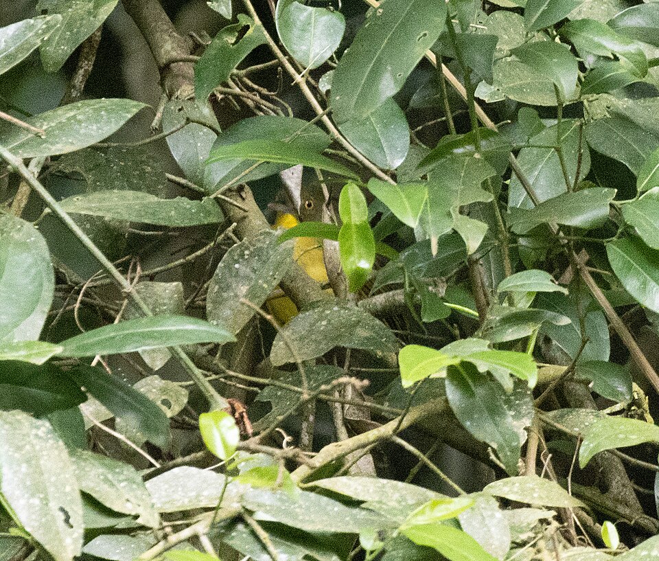 Yellow-eyed Bristlebill