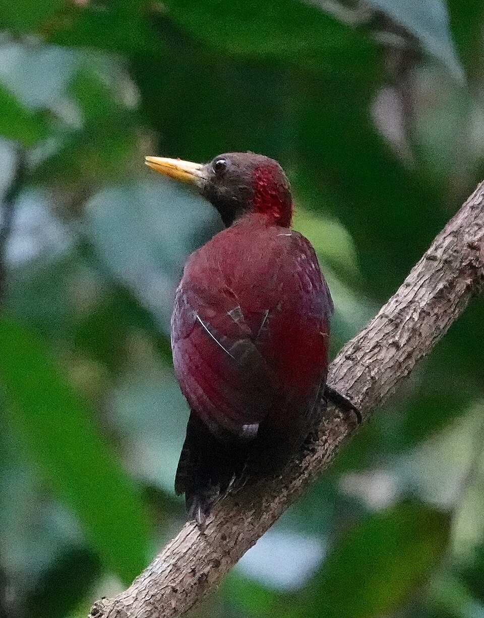 Maroon Woodpecker