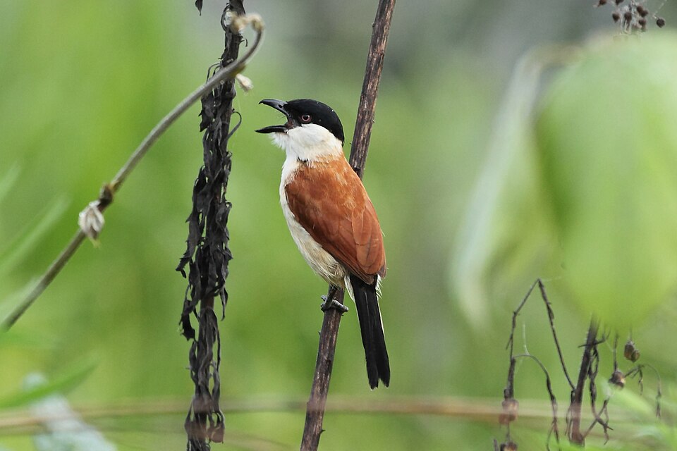 Marsh Tchagra