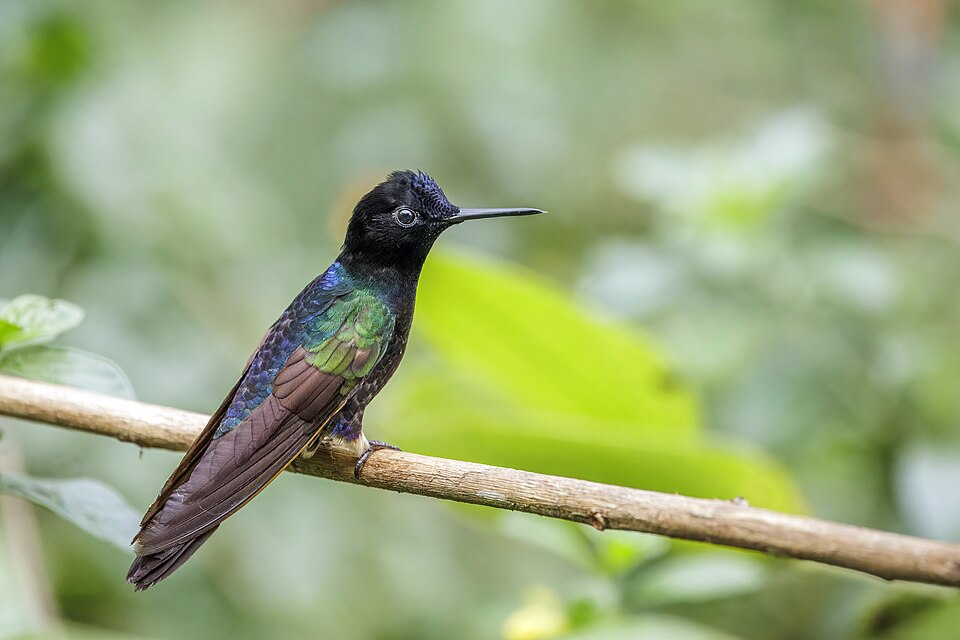 Velvet-purple Coronet
