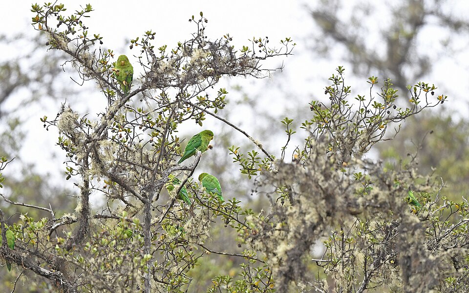 Andean Parakeet
