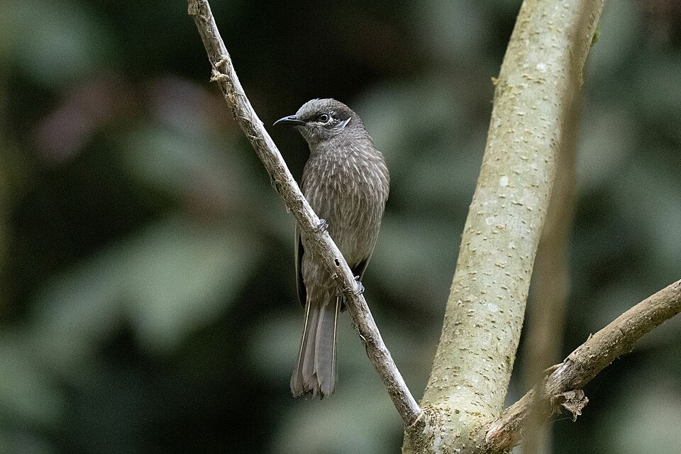 Eungella Honeyeater