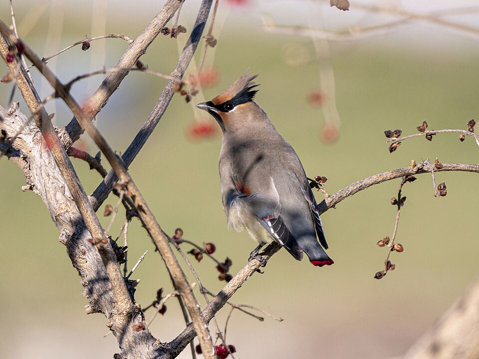 Japanese Waxwing