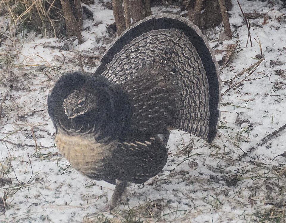 Ruffed Grouse