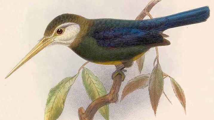 White-throated Jacamar