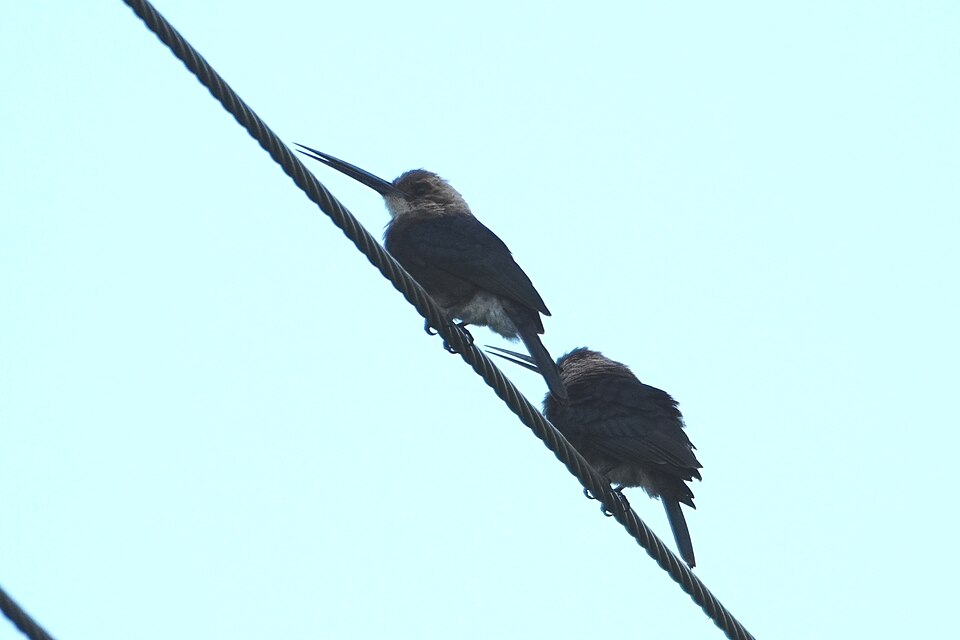Pale-headed Jacamar