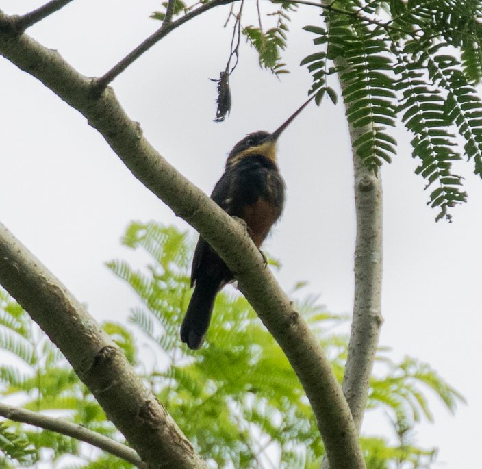 Dusky-backed Jacamar