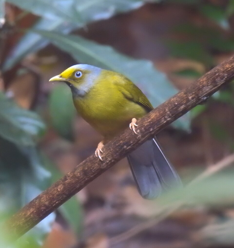 Grey-headed Bulbul