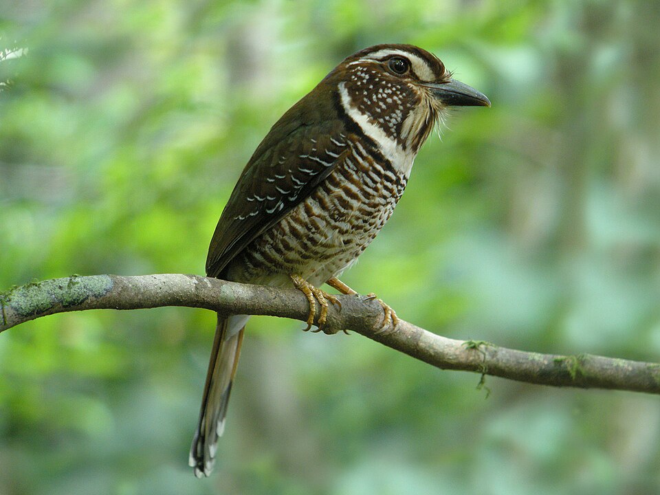 Short-legged Ground Roller