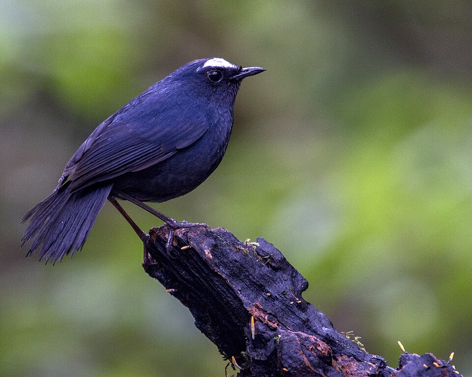 Himalayan Shortwing