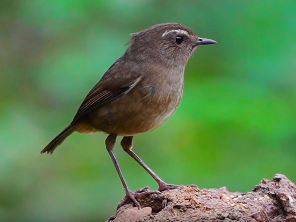 Taiwan Shortwing