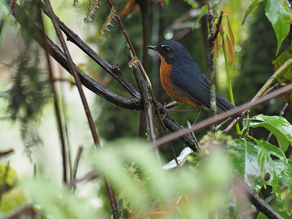 Rusty-bellied Shortwing