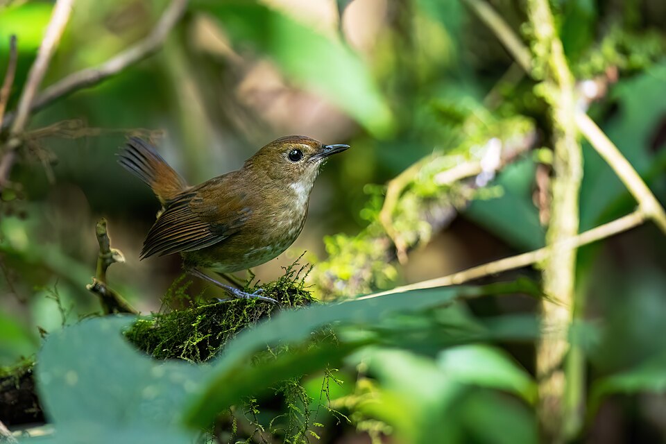 Lesser Shortwing