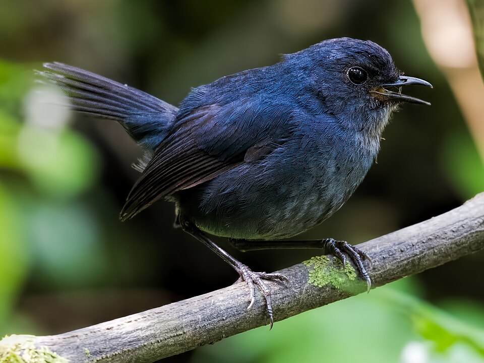 White-browed Shortwing