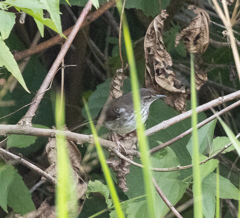 White-winged Swamp Warbler