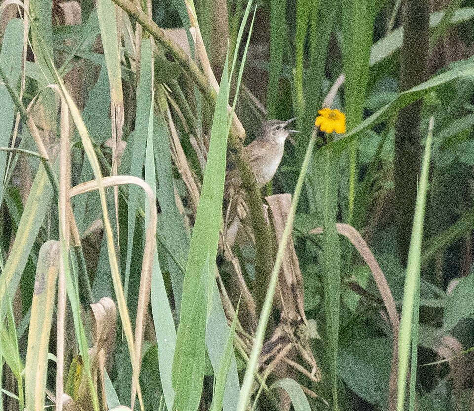 Highland Rush Warbler