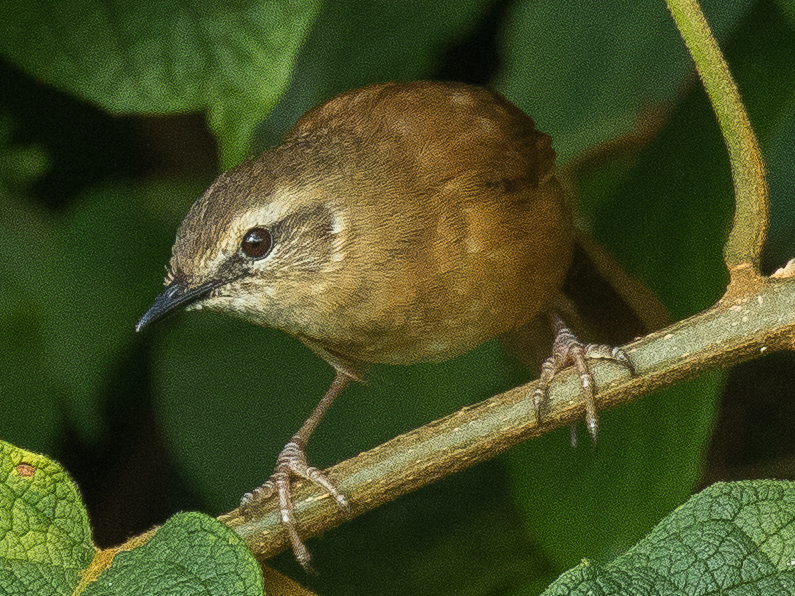 Cinnamon Bracken Warbler