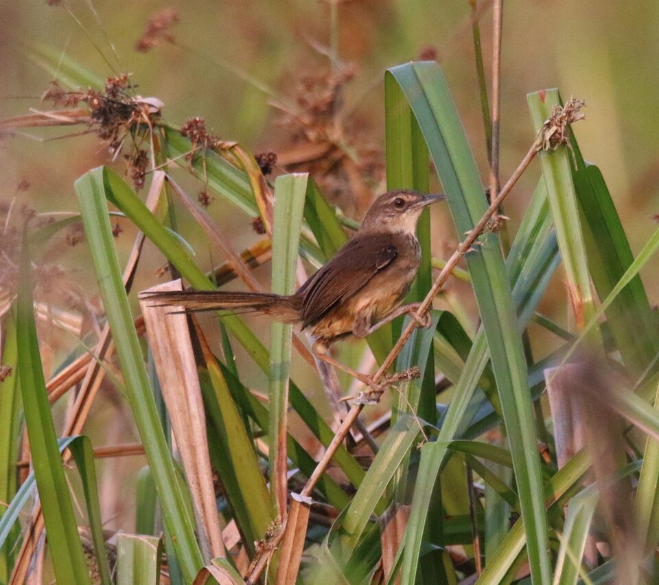 Dja River Scrub Warbler