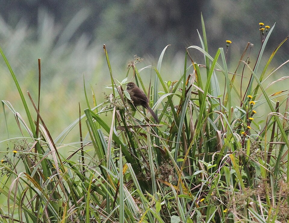 Grauer's Swamp Warbler