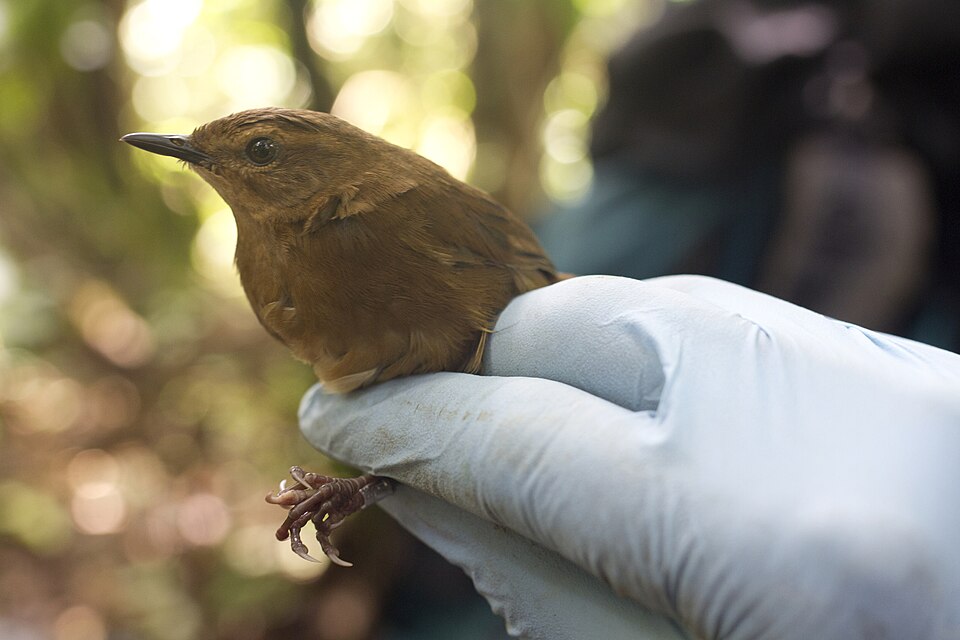 Evergreen Forest Warbler