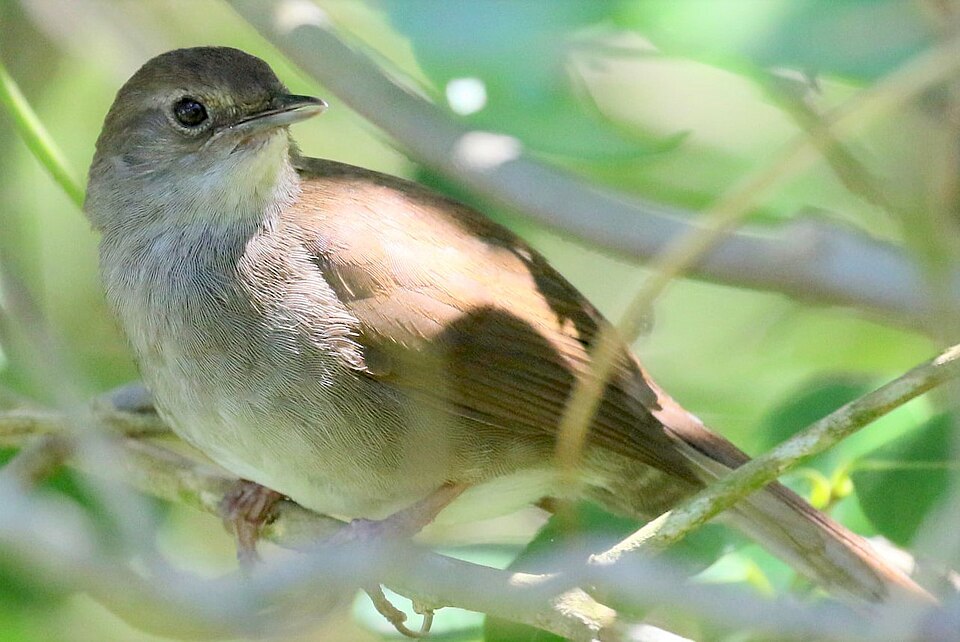 Knysna Warbler