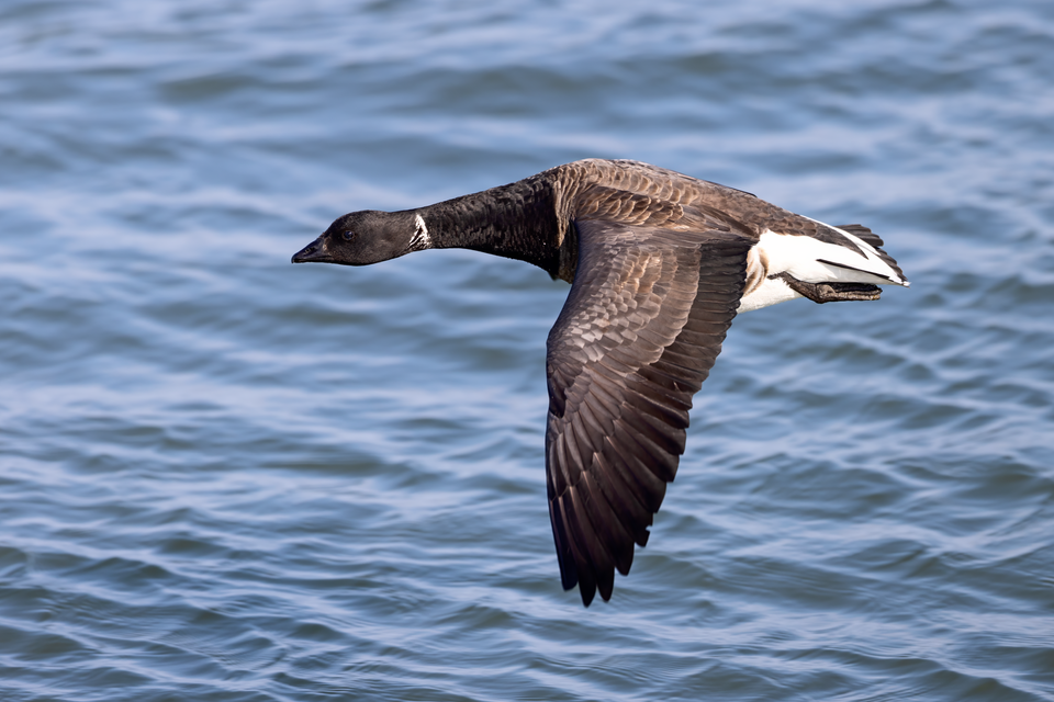 Brant Goose