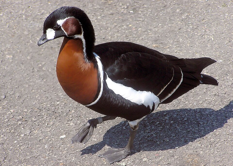 Red-breasted Goose