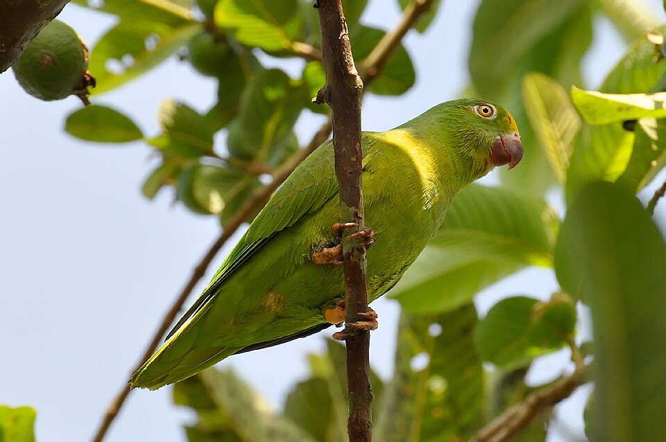 Tui Parakeet