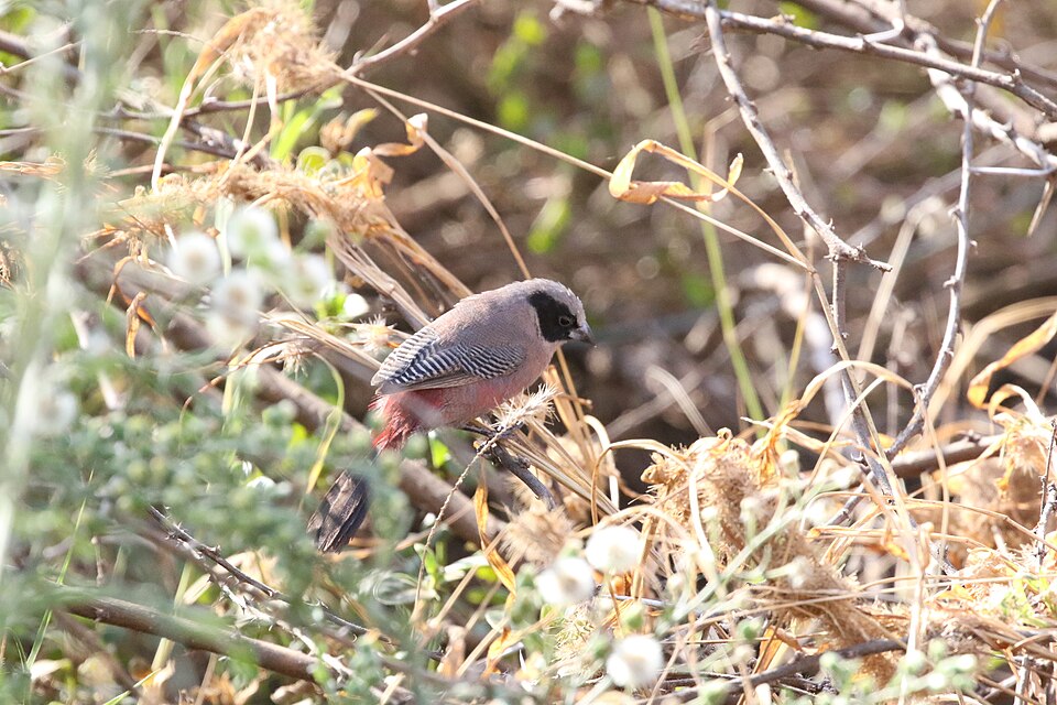 Black-cheeked Waxbill