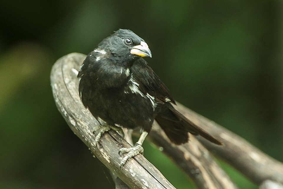 White-billed Buffalo Weaver