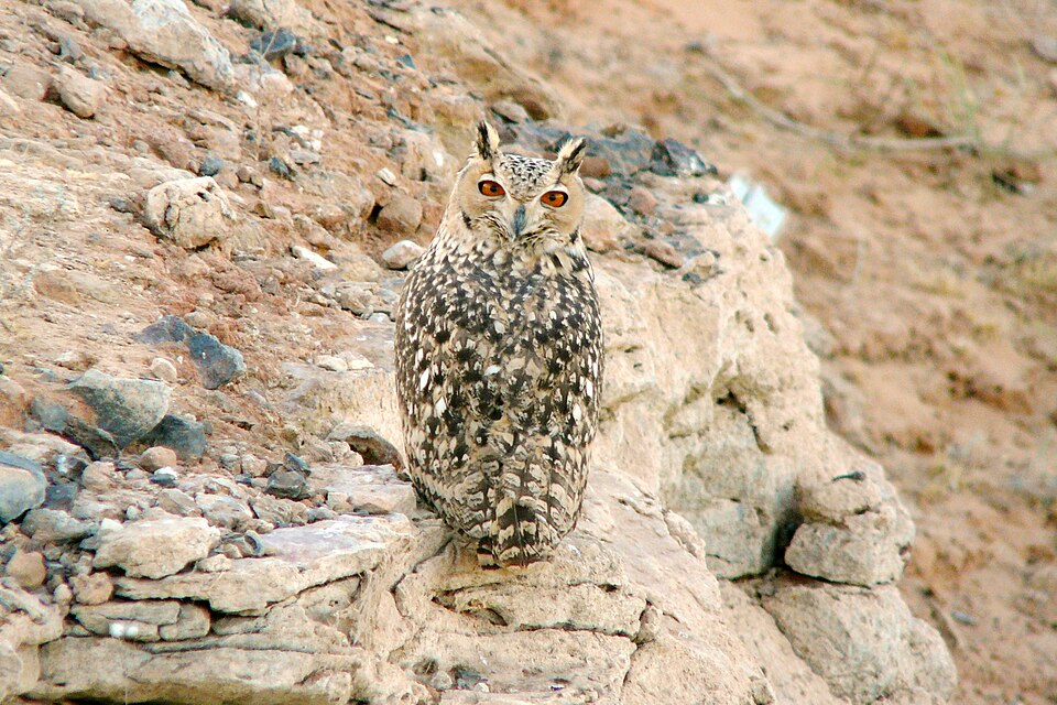 Pharaoh Eagle-Owl