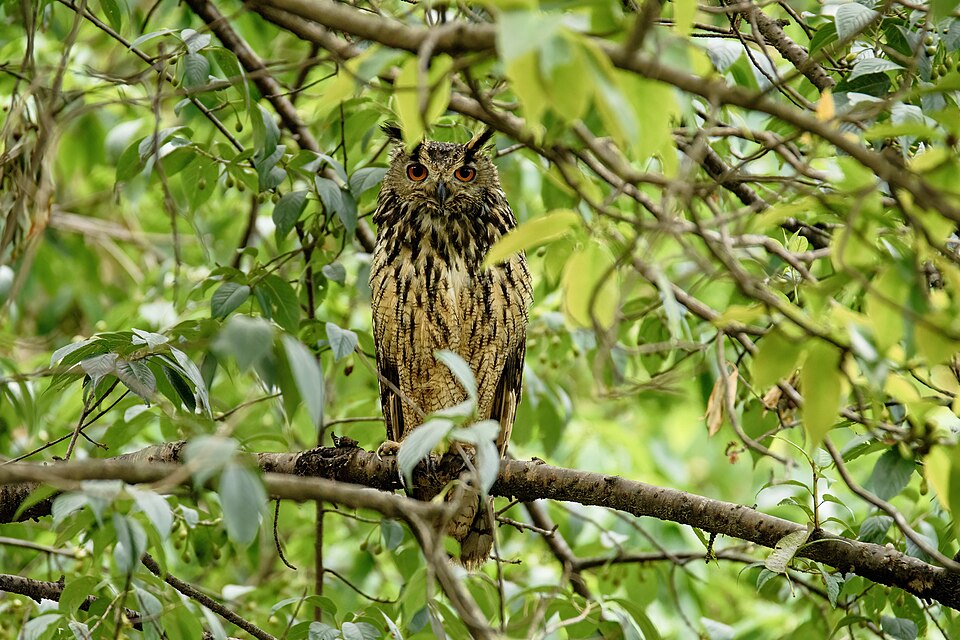 Indian Eagle-Owl
