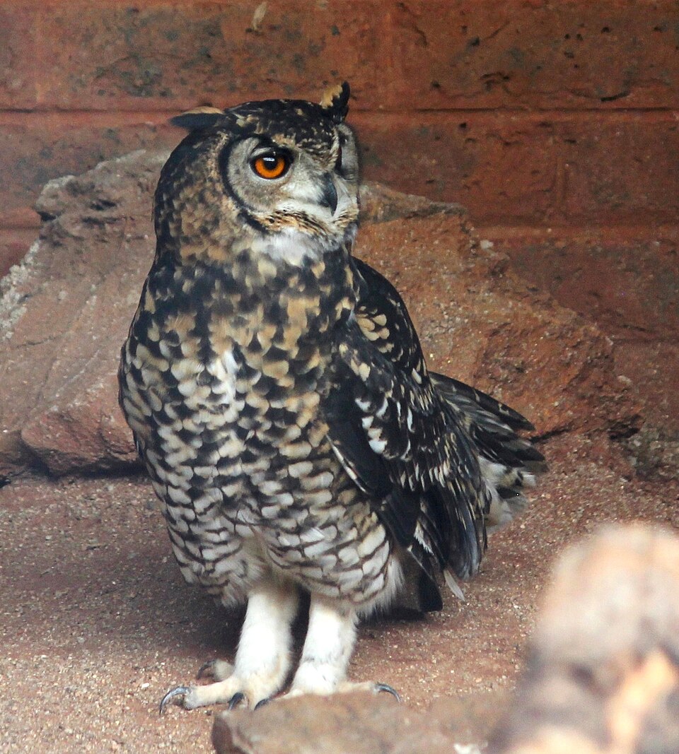 Cape Eagle-Owl